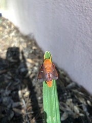 Anisota virginiensis