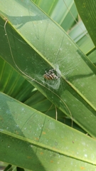Phidippus regius