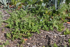 Aristolochia navicularis