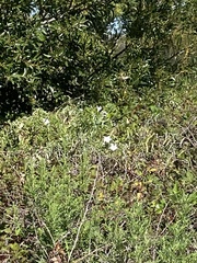 Calystegia sepium limnophila