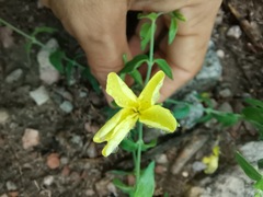 Haplophyton crooksii