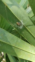 Phidippus regius