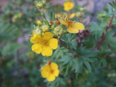 Dasiphora fruticosa