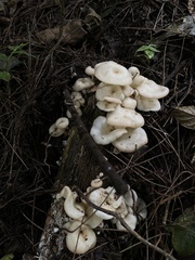 Favolus brasiliensis