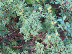 Dasiphora fruticosa