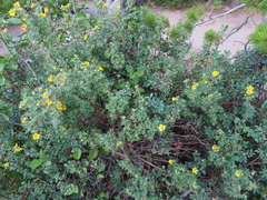 Dasiphora fruticosa