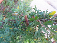 Dasiphora fruticosa