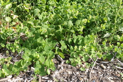 Aristolochia navicularis