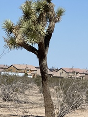 Yucca brevifolia