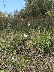 Calystegia sepium limnophila