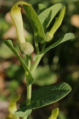 Aristolochia navicularis