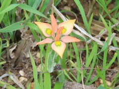 Moraea papilionacea