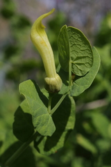 Aristolochia navicularis