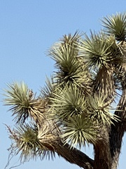 Yucca brevifolia
