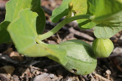 Aristolochia navicularis