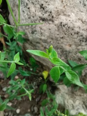 Haplophyton crooksii