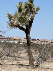 Yucca brevifolia
