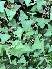 Persicaria perfoliata