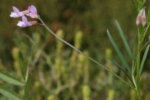 Vicia parviflora image