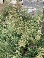 Chenopodium album