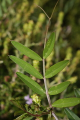 Vicia sativa macrocarpa