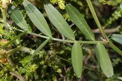 Vicia sativa macrocarpa