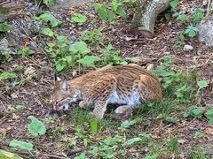 Lynx