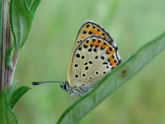 Lycaena