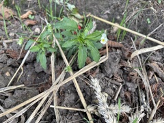 Viola arvensis