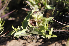 Satyrium pumilum