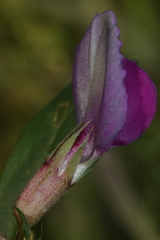 Vicia sativa macrocarpa