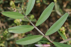 Vicia sativa macrocarpa