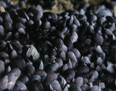 Mytilidae