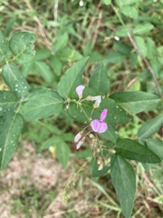 Desmodium paniculatum