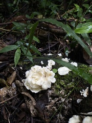 Favolus brasiliensis