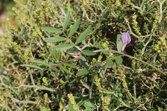 Vicia sativa macrocarpa