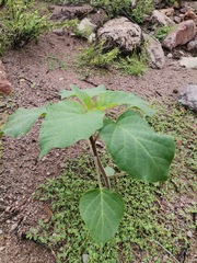 Datura