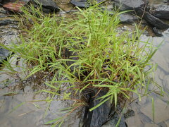 Leersia oryzoides