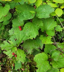 Viburnum edule
