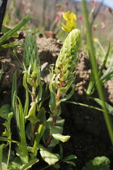 Satyrium bicallosum