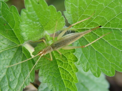 Oecanthus pellucens