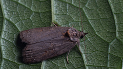Nycteola asiatica