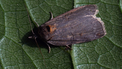 Nycteola asiatica