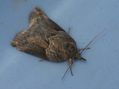 Nycteola asiatica