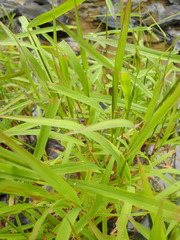 Leersia oryzoides