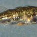 Threespine Sticklebacks - Photo (c) dloarie, some rights reserved (CC BY), uploaded by Don Loarie