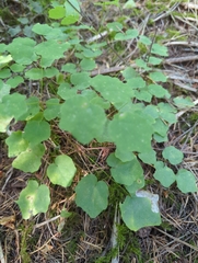 Vancouveria hexandra