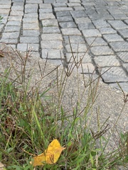 Digitaria sanguinalis