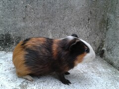 Cavia porcellus