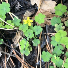 Oxalis corniculata